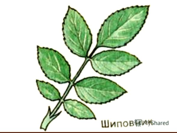 Строение листа шиповника