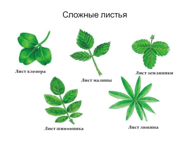 Клевер строение листа жилкование