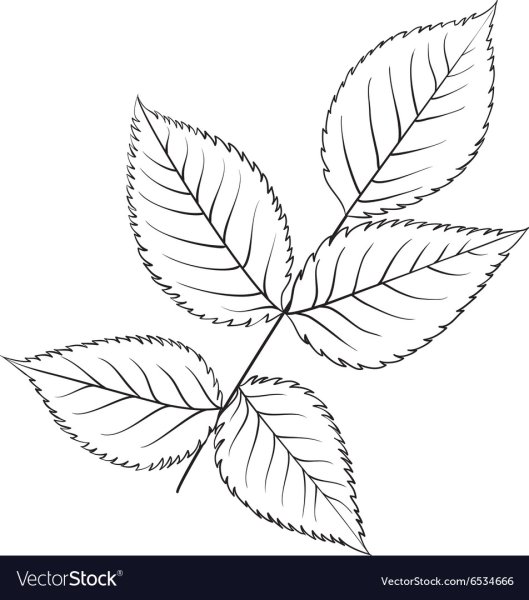 Лист розы контур