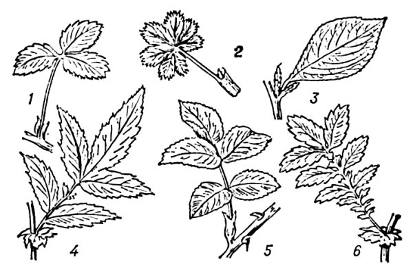 Семейство Розоцветные строение листа