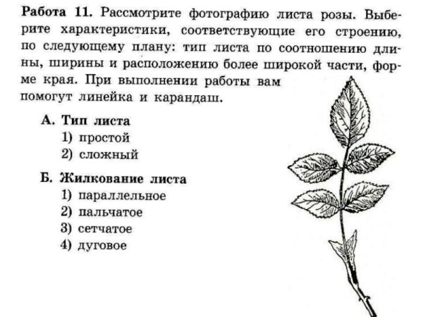 Шиповник Майский