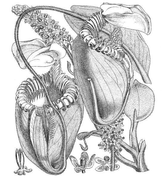 Венерина мухоловка