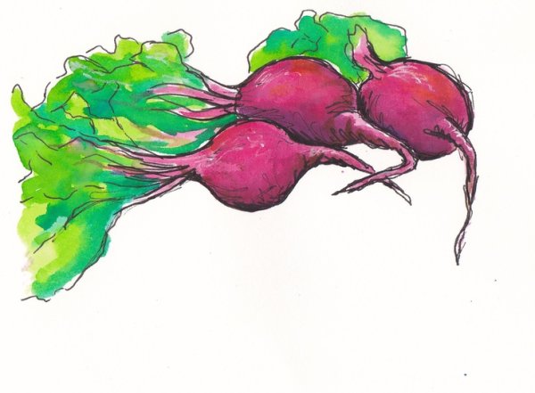 Свекла иллюстрация