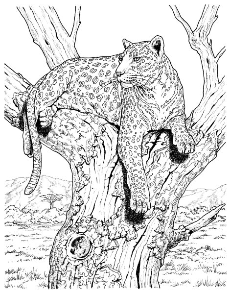 Раскраска Дикие кошки