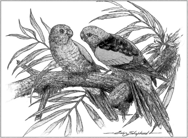 Рисунки для выжигания по дереву сложные