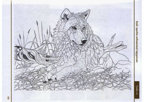 Выжигание по дереву рисунки схемы