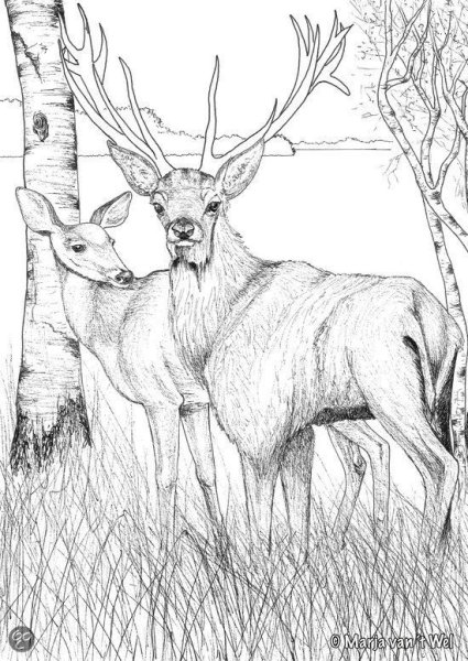 Олень для выжигания по дереву