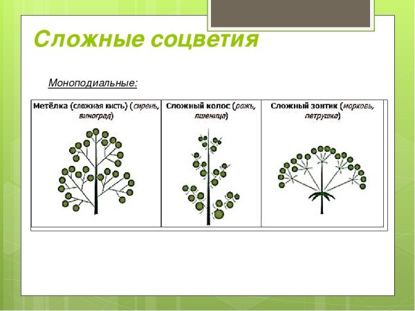 Соцветия растений моноподиальные