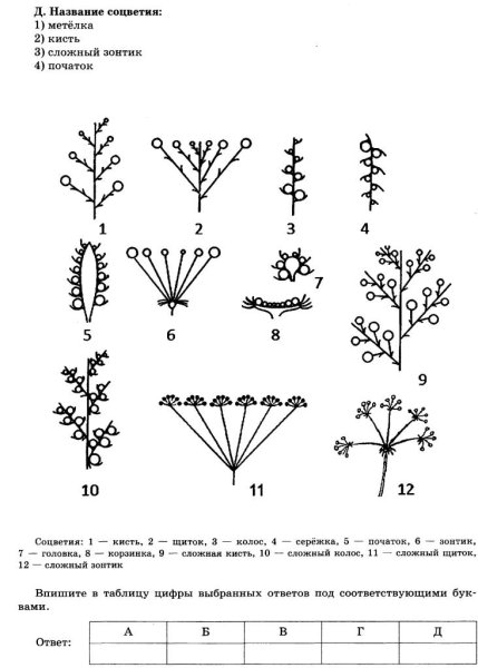 Соцветия кисть щиток зонтик