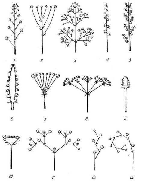 Схема сложного соцветия метёлка
