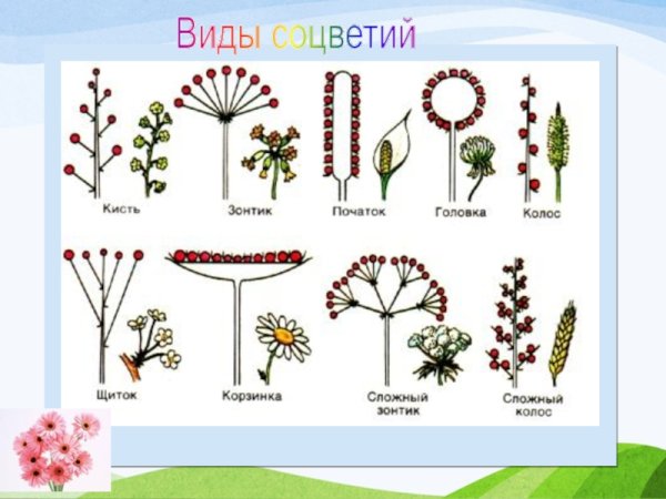 Кисть початок и головка простые соцветия
