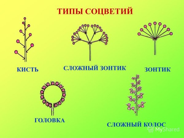 Сложное соцветие Султан схема