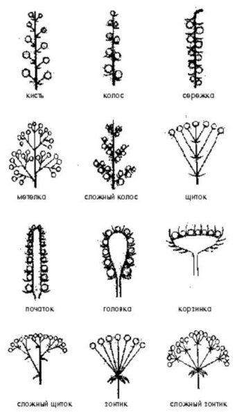 Сирень строение соцветия