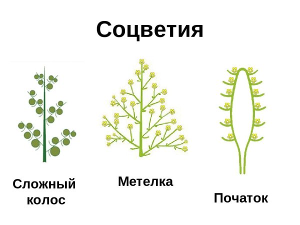 Соцветие Колос и метелка