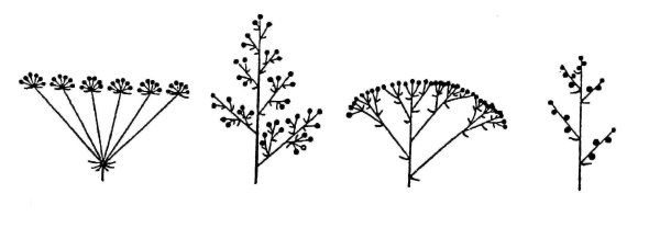 Соцветие кисть и метелка