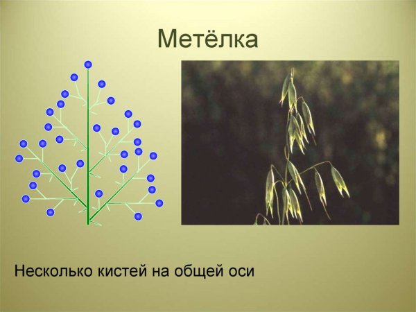 Тип соцветия пирамидальная метелка