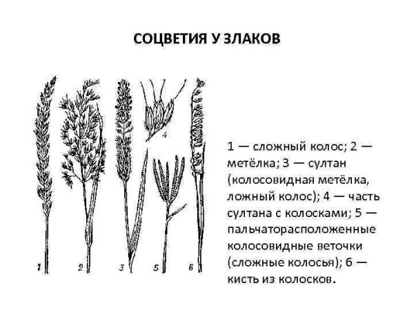 Щитковидная метелка соцветие