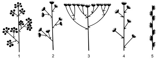 Эбрактеозное соцветие это
