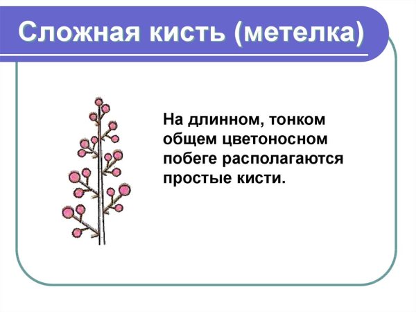 Схема соцветия метелка колосьев