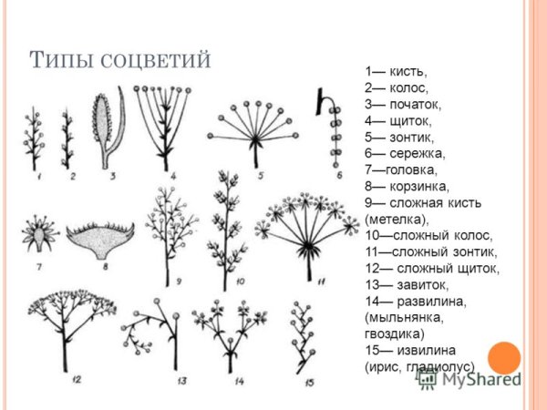Двойная кисть соцветие схема