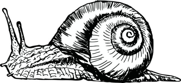 Сердце улитки рисунок