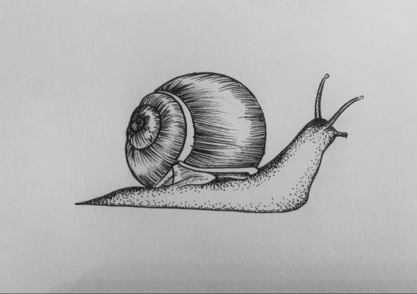 Улитка скетчинг
