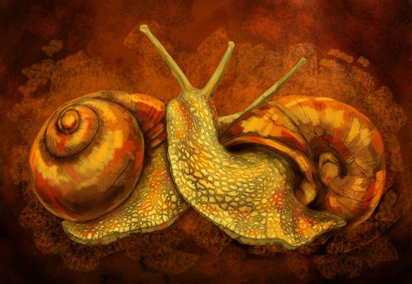 Улитка арт