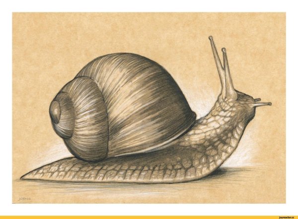 Улитка арты