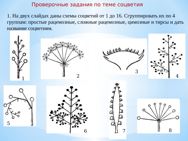 Соцветие верхушечная кисть