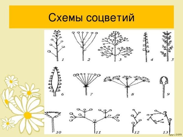 Сложные соцветия 6 класс