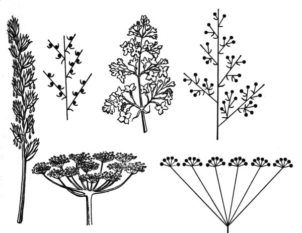 Сложные рацемозные соцветия
