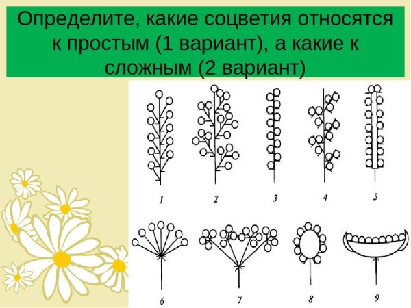 Схемы соцветий названия растений