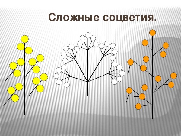 Соцветия Пасечник