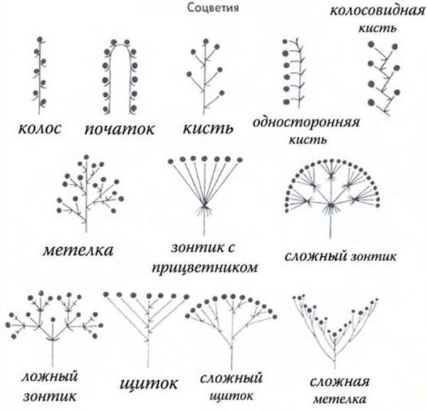 Соцветие полузонтик