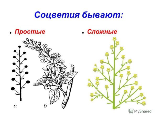 Сложные соцветия