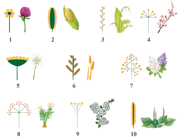 Двойная кисть соцветие схема