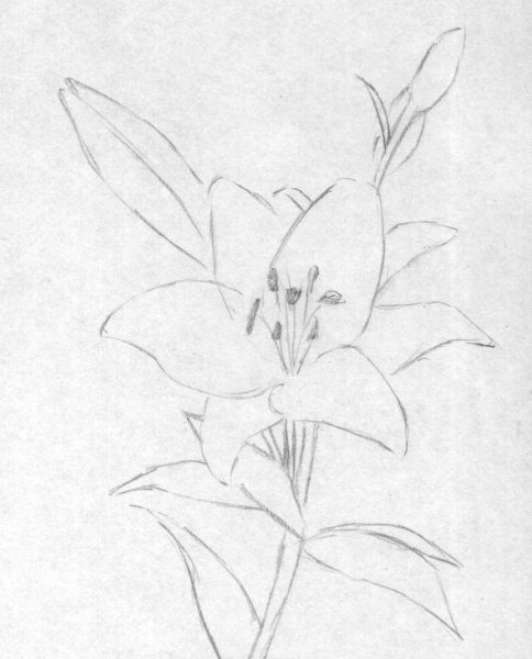 Растения карандашом для начинающих