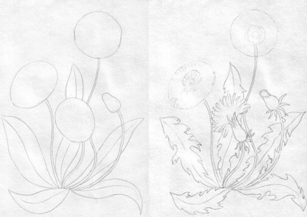 Рисунки цветов карандашом