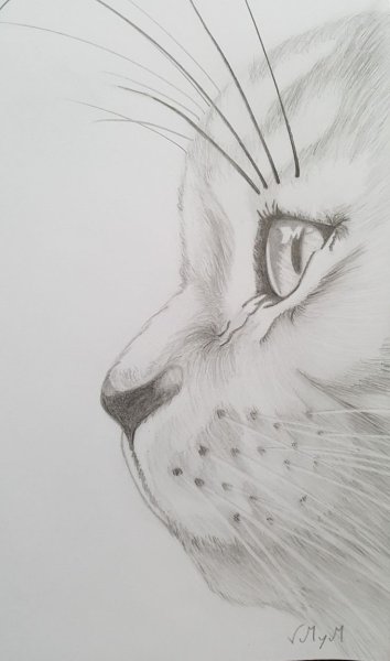 Цветы простым карандашом