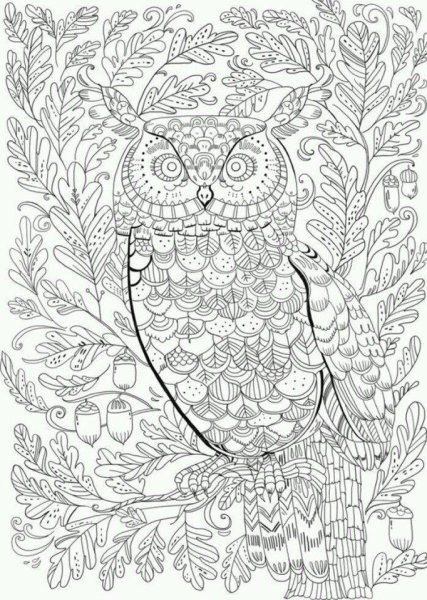 Сова раскраска