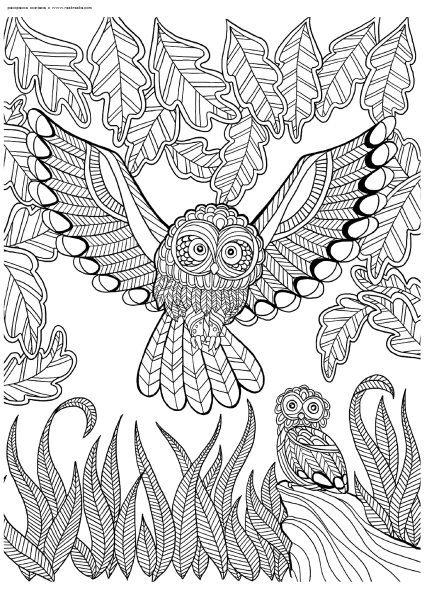 Раскраскиантистрес Совы