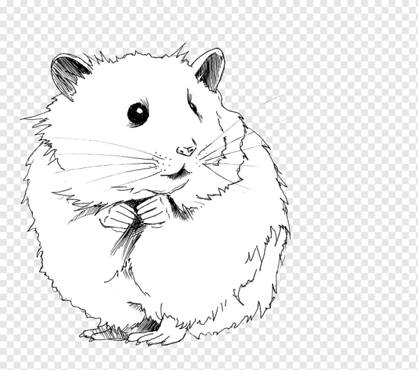 Джунгарский хомяк раскраска