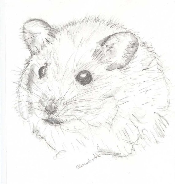 Джунгарский хомяк раскраска