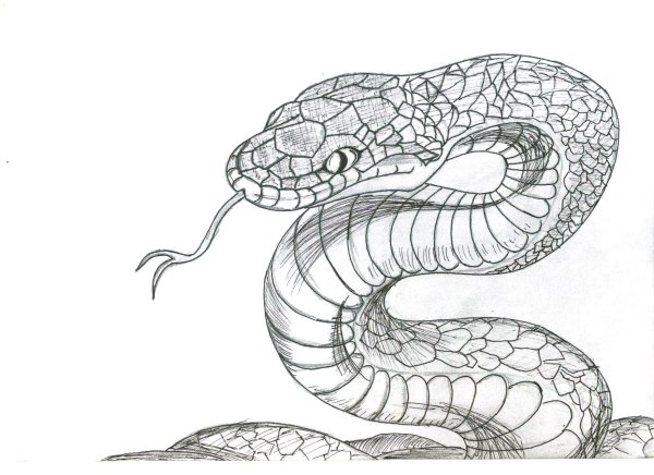 Рисунок змеи