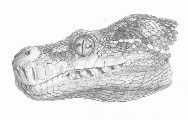 Голова змеи рисунок