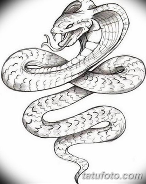 Змея набросок карандашом