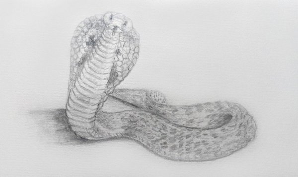 Раскраски антистресс змеи
