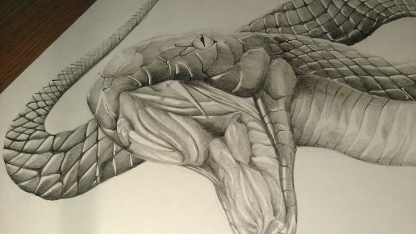 Гадюка обыкновенная раскраска