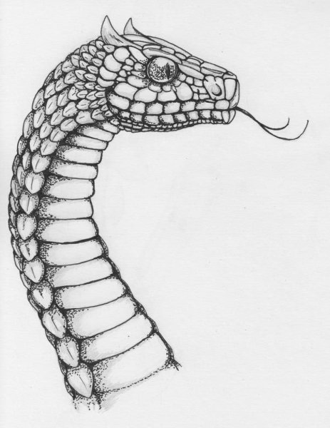 Голова змеи рисунок