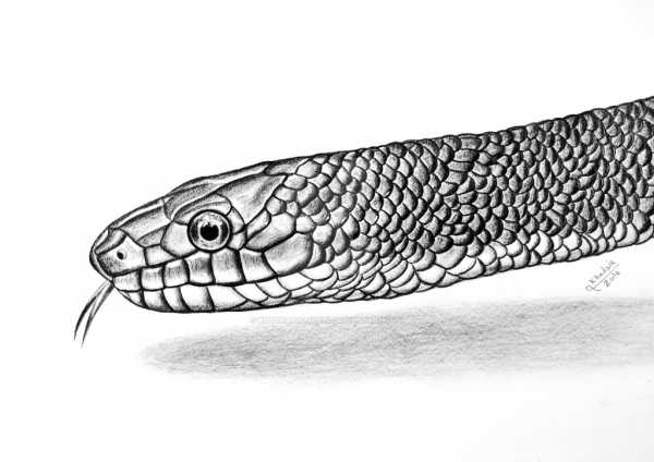 Голова змеи карандашом